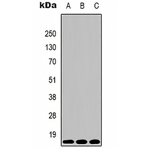 Histone H3 (TriMethyl-K4) Mouse Monoclonal Antibody(C2152)