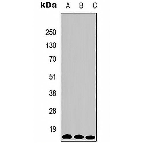 Histone H3 (TriMethyl-K79) Mouse Monoclonal Antibody(C2153)