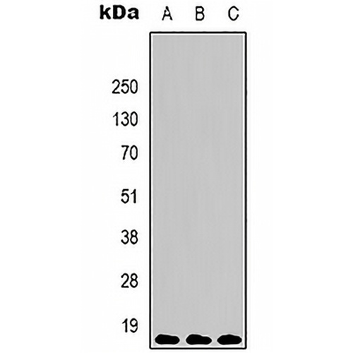 Histone H3 (TriMethyl-K9) Mouse Monoclonal Antibody(C2155)