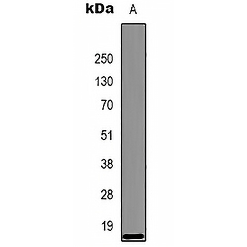 Histone H3 Mouse Monoclonal Antibody(C2157)