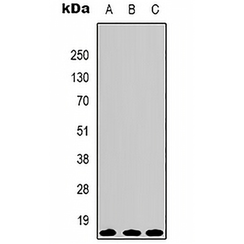 Histone H3 Mouse Monoclonal Antibody(C2158)