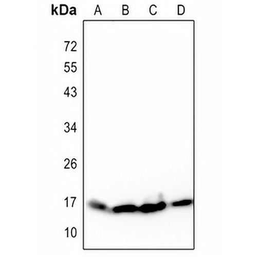 Histone H3 Mouse Monoclonal Antibody(C2159)