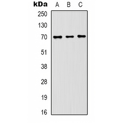 HSC70 Mouse Monoclonal Antibody(C2160)