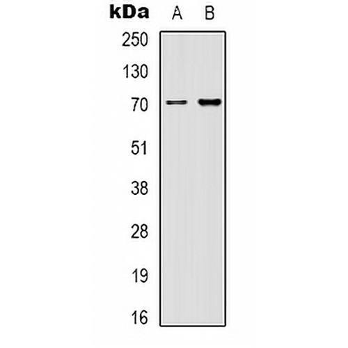 HSP70 Mouse Monoclonal Antibody(C2162)