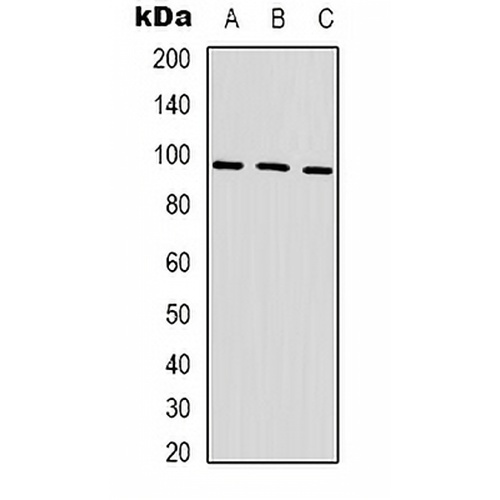 HSP90 alpha Mouse Monoclonal Antibody(C2163)