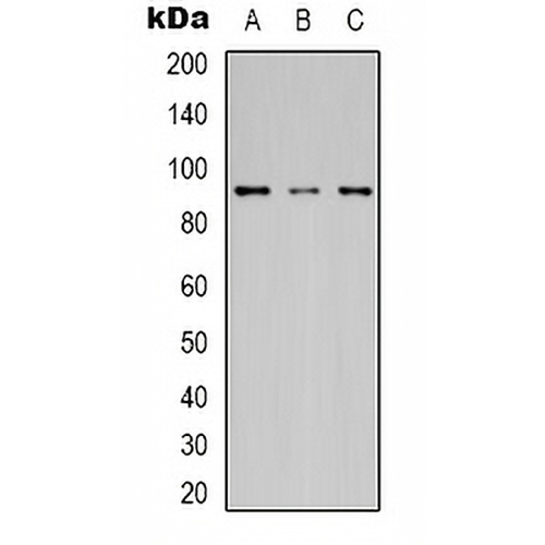 HSP90 beta Mouse Monoclonal Antibody(C2164)