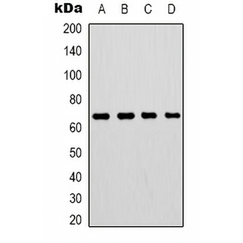 Lamin B1 Mouse Monoclonal Antibody(C2166)