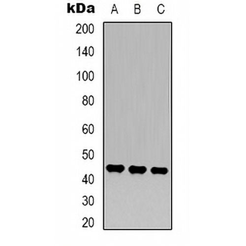 MKK2 Mouse Monoclonal Antibody(C2168)