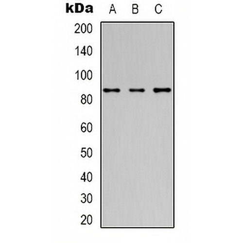 OCT1 Mouse Monoclonal Antibody(C2171)