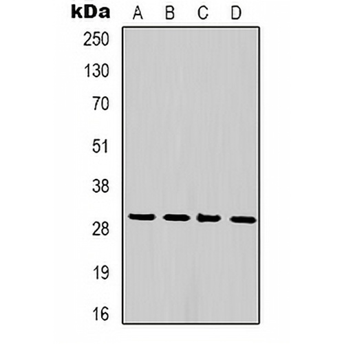 PCNA Mouse Monoclonal Antibody(C2175)