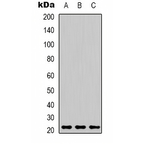 Peroxiredoxin 1 Mouse Monoclonal Antibody(C2176)