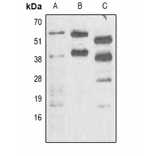 Phosphoserine Mouse Monoclonal Antibody(C2177)