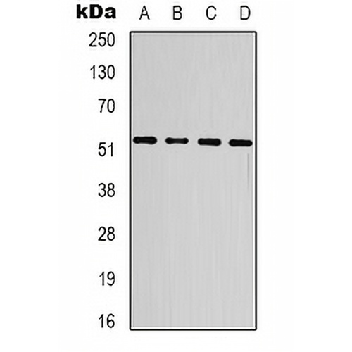 SMAD3 Mouse Monoclonal Antibody(C2180)
