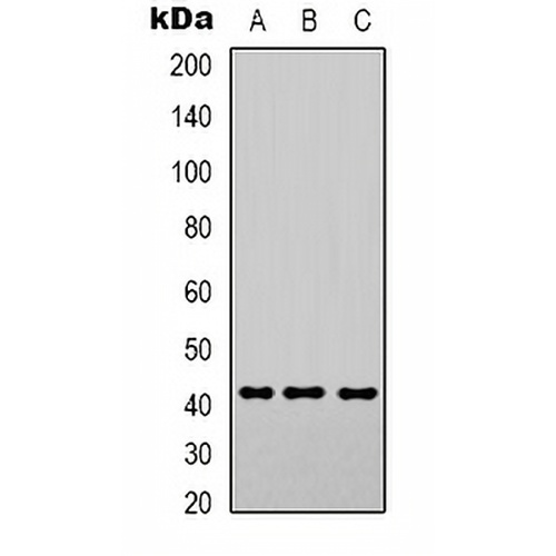 Smooth Muscle Actin Mouse Monoclonal Antibody(C2181)