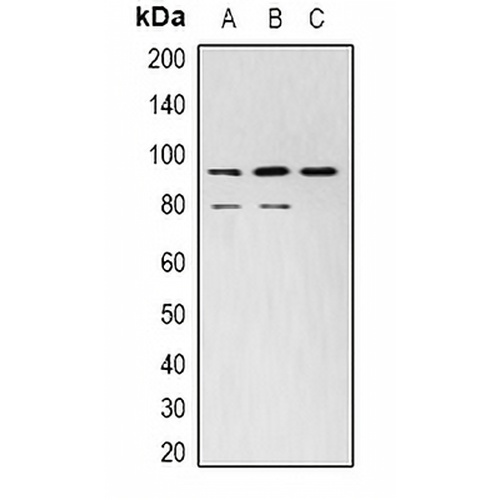 STAT3 Mouse Monoclonal Antibody(C2182)