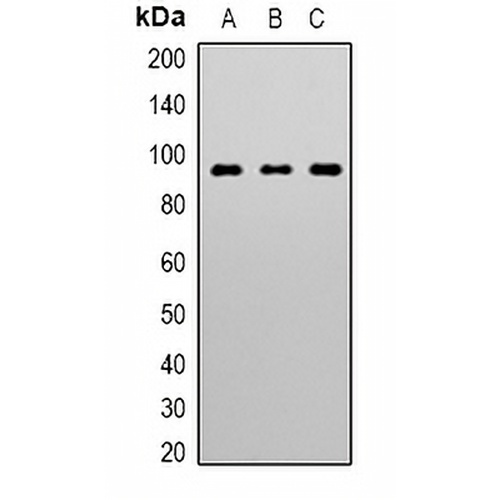 STAT3 Mouse Monoclonal Antibody(C2183)