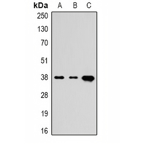 TBP Mouse Monoclonal Antibody(C2185)