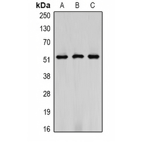 Vimentin Mouse Monoclonal Antibody(C2188)