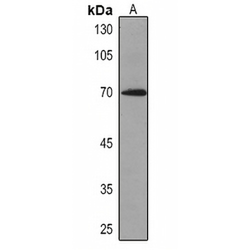 Caldesmon Mouse Monoclonal Antibody(C2192)