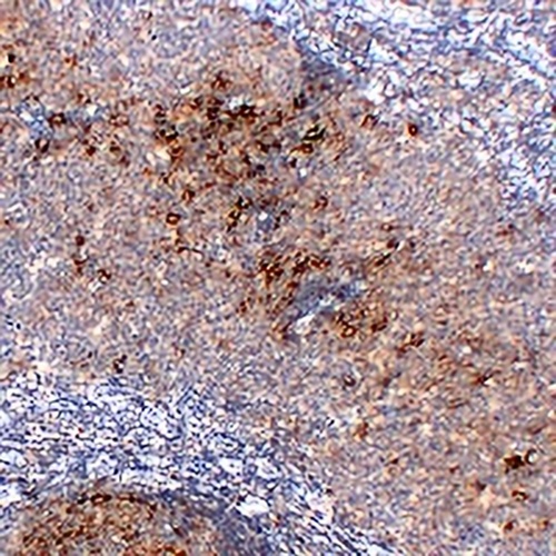 CD23 Mouse Monoclonal Antibody(C2195)