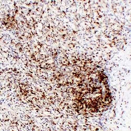 CD43 Mouse Monoclonal Antibody(C2196)