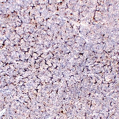 CD68 Mouse Monoclonal Antibody(C2199)