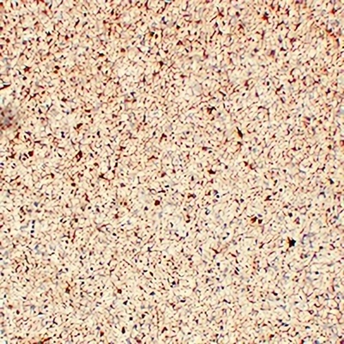 GFAP Mouse Monoclonal Antibody(C2214)