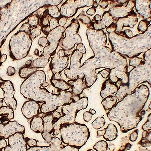 CG alpha Mouse Monoclonal Antibody(C2216)