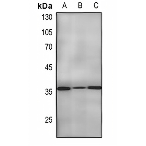 PCNA Mouse Monoclonal Antibody(C2222)