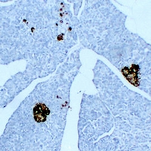 Synaptophysin Mouse Monoclonal Antibody(C2225)