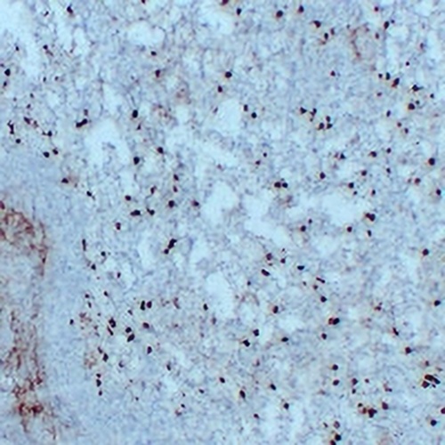 CD14 Mouse Monoclonal Antibody(C2229)