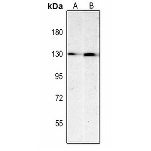 CD31 Mouse Monoclonal Antibody(C2230)