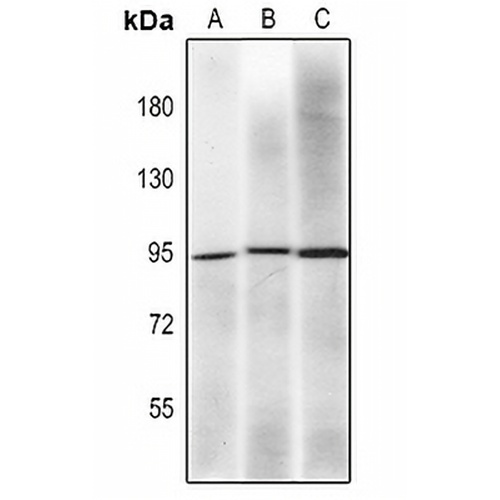 MLH1 Mouse Monoclonal Antibody(C2234)