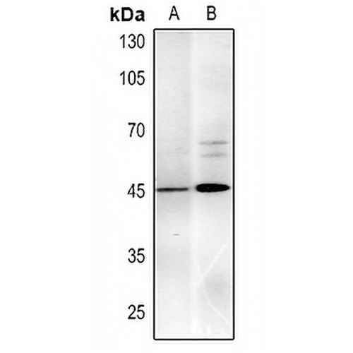 MYOD1 Mouse Monoclonal Antibody(C2235)