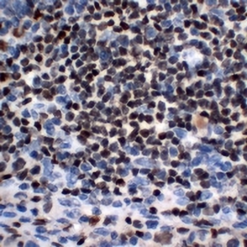 OCT2 Mouse Monoclonal Antibody(C2241)