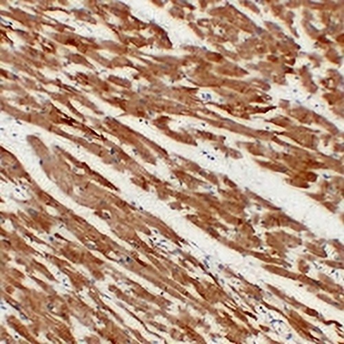 Actin Muscle Specific Mouse Monoclonal Antibody(C2242)