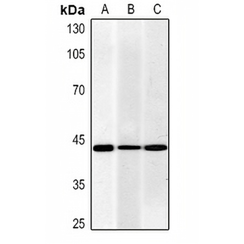 Actin pan Mouse Monoclonal Antibody(C2243)