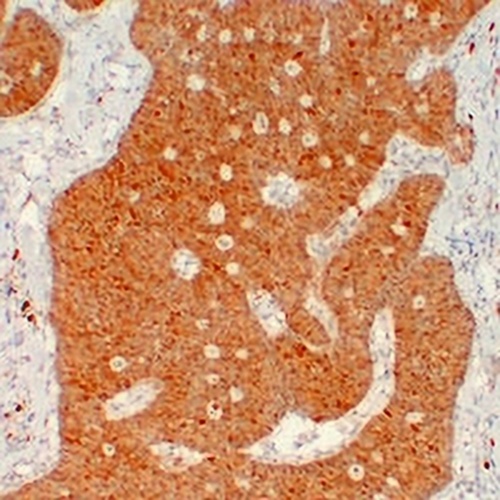Calretinin Mouse Monoclonal Antibody(C2244)