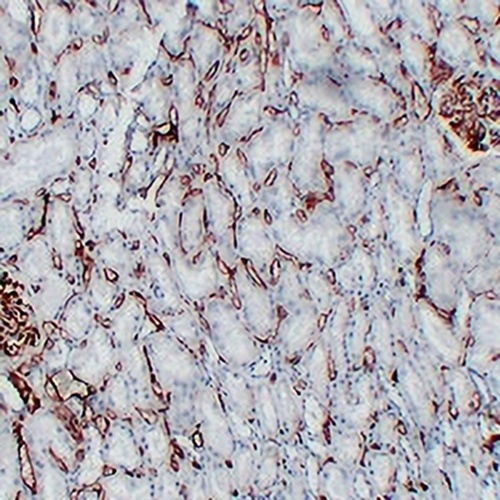CD34 Mouse Monoclonal Antibody(C2251)