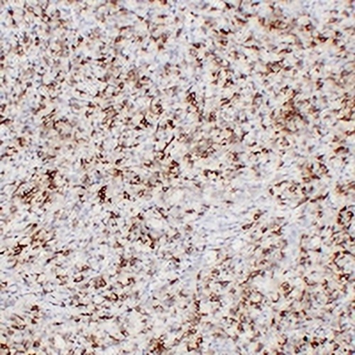 CD43 Mouse Monoclonal Antibody(C2253)