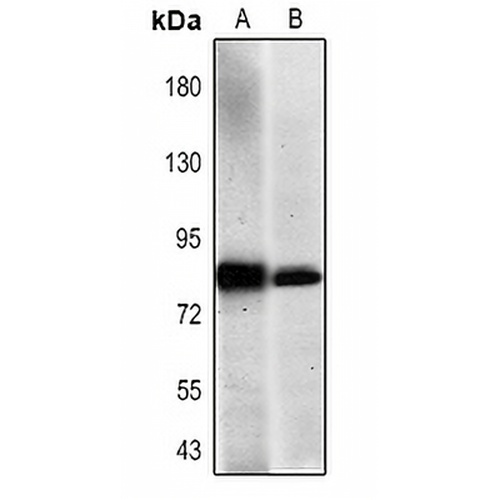 CD44 Mouse Monoclonal Antibody(C2254)