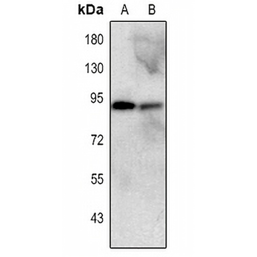 CD54 Mouse Monoclonal Antibody(C2256)
