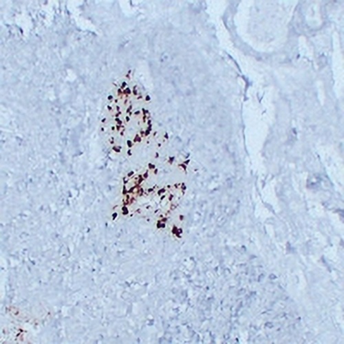 Glucagon Mouse Monoclonal Antibody(C2276)