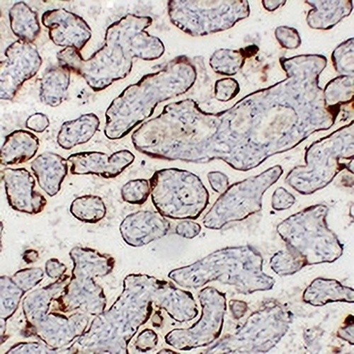 CG beta Mouse Monoclonal Antibody(C2278)