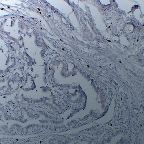 TPSAB1 Mouse Monoclonal Antibody(C2284)