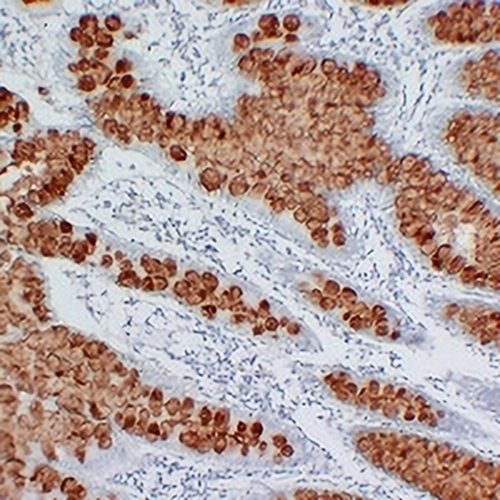 MUC2 Mouse Monoclonal Antibody(C2287)