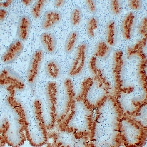 MUC5AC Mouse Monoclonal Antibody(C2288)