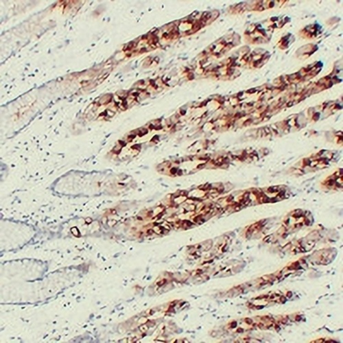 MUC6 Mouse Monoclonal Antibody(C2290)