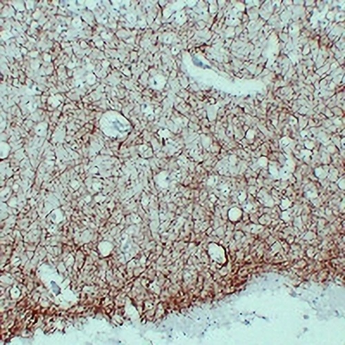 MBP Mouse Monoclonal Antibody(C2291)