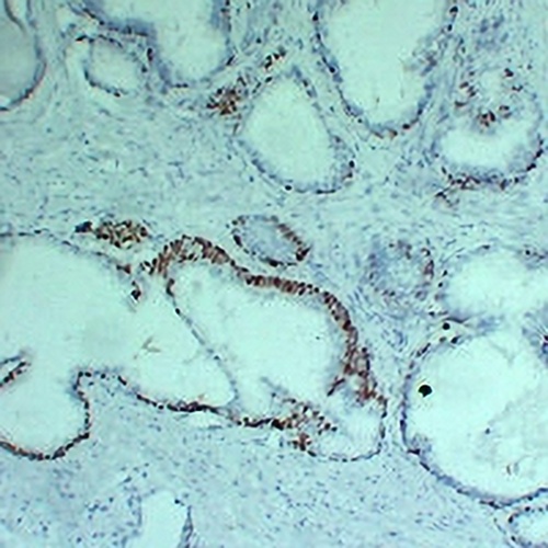 p63 Mouse Monoclonal Antibody(C2297)
